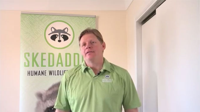 skedaddle humane wildlife control franchise